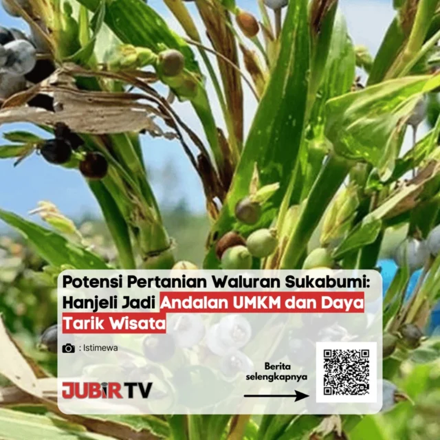 Potensi pertanian di Waluran, Sukabumi, terus dikembangkan lewat tanaman hanjeli yang kini jadi andalan UMKM sekaligus daya tarik wisata.

Selain bernilai ekonomi, hanjeli juga dikenal sebagai pangan lokal alternatif yang mulai diminati dan mampu menarik kunjungan wisata ke desa. 

Menurut kamu, apakah pangan lokal seperti hanjeli bisa jadi masa depan ekonomi desa?

📌 𝐈𝐧𝐟𝐨 𝐥𝐞𝐧𝐠𝐤𝐚𝐩𝐧𝐲𝐚 𝐜𝐞𝐤 𝐝𝐢 𝐬𝐭𝐨𝐫𝐲 & 𝐬𝐨𝐫𝐨𝐭𝐚𝐧

#jubirtv #jubirtvnewscom #sukabumi #waluran #hanjeli #wisatadesa #umkm #pertanianlokal #beritasukabumi #jawabarat