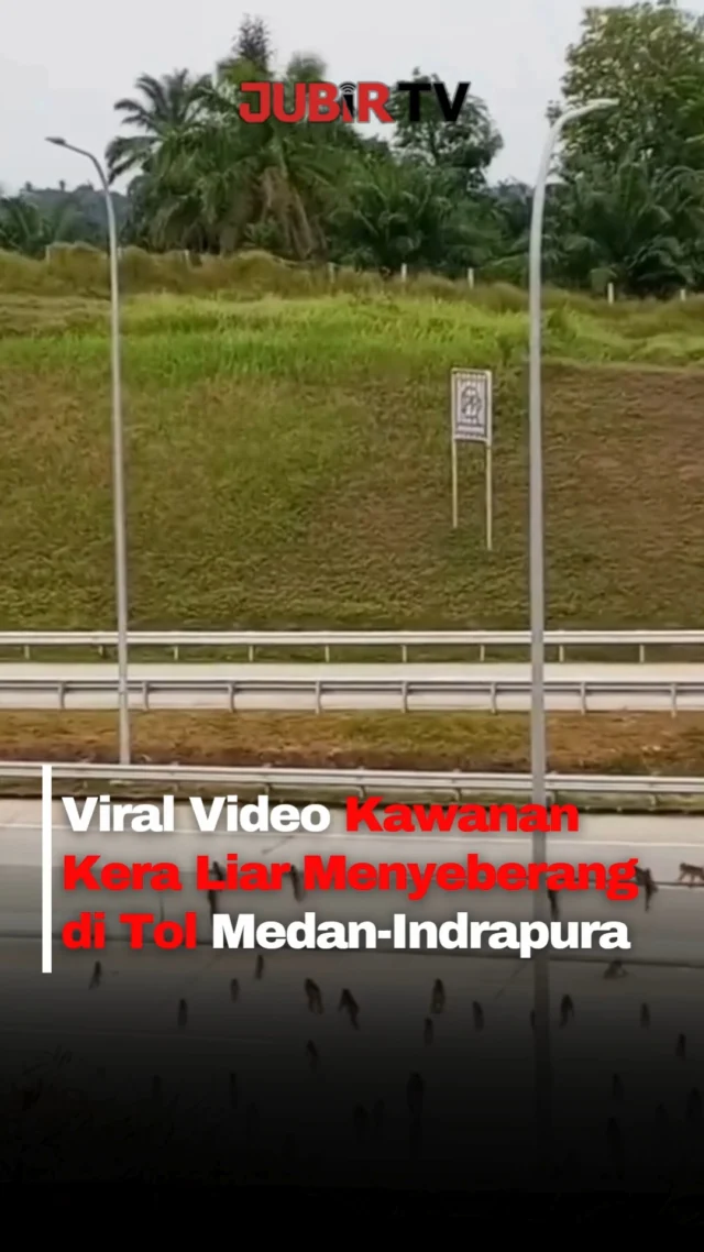 Pengguna jalan Tol Medan–Indrapura dibuat kaget dengan kemunculan puluhan kera liar yang tiba-tiba menyeberang di ruas tol kawasan Simpang Susun Indrapura, Sumatera Utara.

Momen tersebut terekam video dan viral di media sosial. Dalam rekaman terlihat kawanan monyet berkumpul di tepi jalan sebelum bergerak menyeberang saat arus kendaraan sedang lengang.

Belum diketahui pasti penyebab satwa liar itu masuk ke area tol. Namun kemunculan kawanan monyet diduga berkaitan dengan perpindahan habitat di sekitar kawasan tersebut.

Pengendara diimbau tetap waspada dan mengurangi kecepatan saat melintas guna menghindari risiko kecelakaan.

Sc : Berbagai Sumber
Editor : Tino

#jubirtv #jubirtvnewscom #monyet #tolmedanindrapura #viralindonesia #sumaterautara #kawananmonyet #satwaliar #videoviral #beritaviral #fypindonesia #tolviral