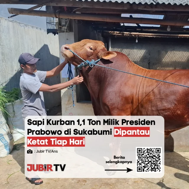 Bobot Fantastis 1,1 Ton! Sapi Kurban Presiden Prabowo di Sukabumi Dipantau Ketat Tiap Hari 🐂 monitoring

Sapi kurban milik Presiden Prabowo Subianto seberat 1,1 ton yang berada di peternakan Sukabumi mendapatkan pengawasan kesehatan super ketat setiap hari. Menjelang Idul Adha, tim dokter hewan memastikan pola makan, kebersihan kandang, dan kondisi fisik sapi berukuran jumbo ini tetap prima demi memenuhi standar kurban kepresidenan.

Luar biasa perawatan untuk sapi raksasa ini! Berapa bobot sapi kurban paling besar yang pernah ada di lingkungan kalian? Tulis di kolom komentar! 👇

📌 𝐈𝐧𝐟𝐨 𝐥𝐞𝐧𝐠𝐤𝐚𝐩𝐧𝐲𝐚 𝐜𝐞𝐤 𝐝𝐢 𝐬𝐭𝐨𝐫𝐲 & 𝐬𝐨𝐫𝐨𝐭𝐚𝐧

#jubirtv #jubirtvnewscom #prabowo #sapikurban #sapijumbo #iduladha2026 #sukabumi #beritasukabumi #kabupatensukabumi #peternakansukabumi #infosukabumi