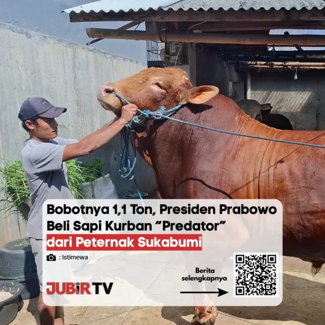 Mantap! Jelang Idul Adha, Prabowo Subianto Beli Sapi Kurban Terbaik dari Peternak Sukabumi 🐂🇮🇩

Kabar membanggakan datang dari sektor peternakan Sukabumi! Menjelang Hari Raya Idul Adha 2026, Presiden terpilih Prabowo Subianto dikabarkan telah memesan sapi kurban langsung dari peternak lokal di wilayah Kabupaten Sukabumi. Sapi pilihan ini dipastikan telah melalui pengecekan kesehatan yang super ketat demi memenuhi syarat kelayakan kurban yang berkualitas tinggi.

Pilihan ini tentu menjadi suntikan semangat luar biasa bagi para peternak lokal di Sukabumi agar terus menghasilkan hewan ternak yang unggul. Bagaimana dengan persiapan hewan kurban di tempat kalian sendiri? Yuk, bagikan ceritanya di kolom komentar! 👇

📌 𝐈𝐧𝐟𝐨 𝐥𝐞𝐧𝐠𝐤𝐚𝐩𝐧𝐲𝐚 𝐜𝐞𝐤 𝐝𝐢 𝐬𝐭𝐨𝐫𝐲 & 𝐬𝐨𝐫𝐨𝐭𝐚𝐧

#jubirtv #jubirtvnewscom #prabowo #prabowosubianto #sapikurban #iduladha2026 #sukabumi #beritasukabumi #kabupatensukabumi #peternakansukabumi #sapijumbo #infosukabumi