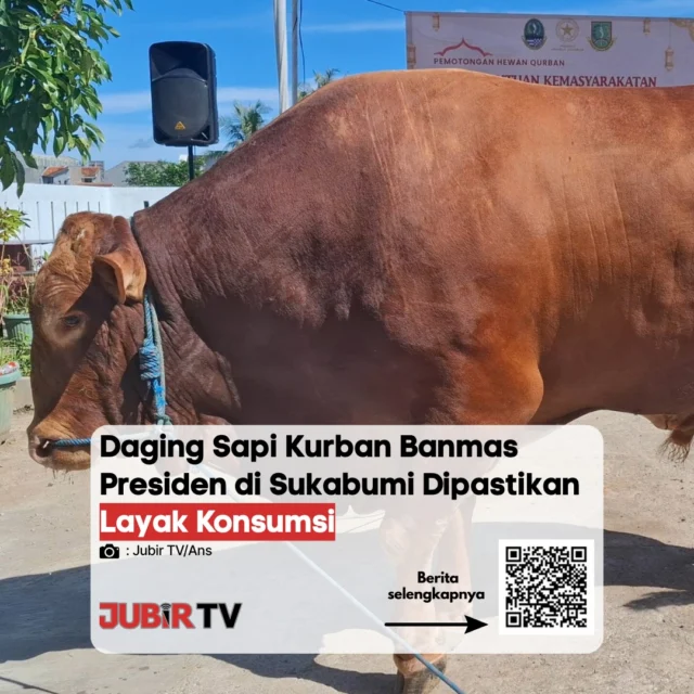 Daging Sapi Kurban Bantuan Presiden di Sukabumi Dipastikan Layak Konsumsi 🥩✅
Pemerintah memastikan daging sapi kurban bantuan Presiden Prabowo Subianto yang disalurkan di wilayah Sukabumi dalam kondisi sehat dan layak konsumsi. Tim kesehatan hewan telah melakukan pemeriksaan ketat sebelum proses penyembelihan untuk menjamin kualitas dan keamanan daging yang akan dibagikan kepada masyarakat.

📌 𝐈𝐧𝐟𝐨 𝐥𝐞𝐧𝐠𝐤𝐚𝐩𝐧𝐲𝐚 𝐜𝐞𝐤 𝐝𝐢 𝐬𝐭𝐨𝐫𝐲 & 𝐬𝐨𝐫𝐨𝐭𝐚𝐧

#jubirtv #jubirtvnewscom #IdulAdha1447H #SapiPresiden #Sukabumi #KeamananPangan #InfoSukabumi #PrabowoSubianto