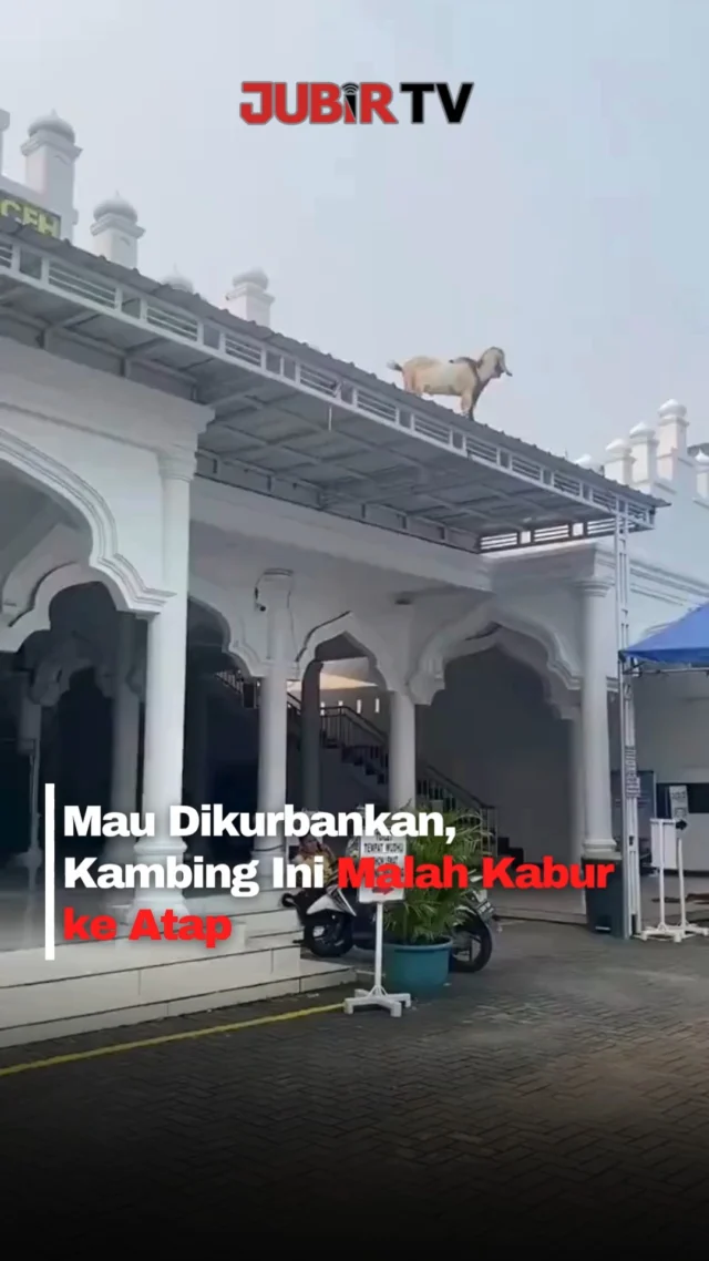 Momen tak biasa mewarnai suasana Iduladha 2026 setelah seekor kambing kurban mendadak menjadi perhatian warga karena berada di atas atap sebuah bangunan.

Video kejadian tersebut viral di media sosial. Dalam rekaman yang beredar, kambing itu tampak santai berdiri di atas atap sambil menjadi tontonan warga yang berkumpul di bawah.

Menurut informasi yang beredar, kambing tersebut sempat lepas saat akan disembelih. Alih-alih berlari jauh, hewan itu justru naik ke atap hingga membuat warga kebingungan mencari cara untuk mengevakuasinya.

Aksi unik kambing tersebut sontak mengundang gelak tawa dan beragam komentar lucu dari warganet. Hingga kini, lokasi pasti kejadian dalam video viral itu belum diketahui.

Sc: Berbagai Sumber
Editor: Tino

#jubirtv #jubirtvnewscom #kambingkurban #iduladha2026 #viralindonesia #hewankurban #kambingviral #kurban #beritaviral #fypindonesia #videoviral #iduladha