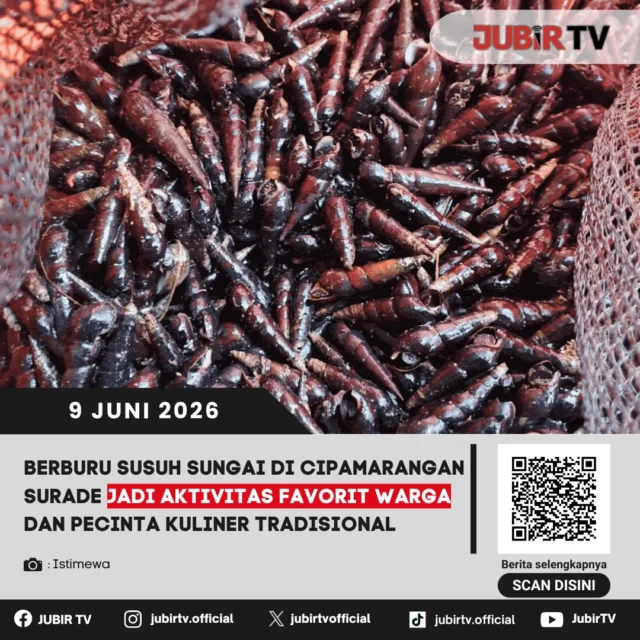 Berburu "Susuh Sungai" di Cipamarangan Surade Jadi Aktivitas Favorit Warga dan Pecinta Kuliner Tradisional 🐚🍲

Sungai di kawasan Cipamarangan, Kecamatan Surade, Kabupaten Sukabumi, kini menjadi destinasi menarik bagi warga dan para pecinta kuliner tradisional. Aktivitas berburu "susuh sungai" (sejenis siput air tawar) menjadi tradisi sekaligus kegiatan favorit yang semakin populer. Selain menjadi ajang rekreasi saat waktu luang, hasil tangkapan susuh sering diolah menjadi masakan khas yang menggugah selera dengan cita rasa unik. Popularitas kegiatan ini pun menarik minat para pecinta kuliner tradisional untuk merasakan sensasi mencari langsung hingga mencicipi olahan susuh yang dikenal memiliki nilai gizi tinggi.

📌 𝐈𝐧𝐟𝐨 𝐥𝐞𝐧𝐠𝐤𝐚𝐩𝐧𝐲𝐚 𝐜𝐞𝐤 𝐝𝐢 𝐬𝐭𝐨𝐫𝐲 & 𝐬𝐨𝐫𝐨𝐭𝐚𝐧

#jubirtv #jubirtvnewscom #surade #sukabumi #infosukabumi #kulinerindonesia #kulinerkhas #susuhsungai #wisatalokal #tradisional #cipamarangan