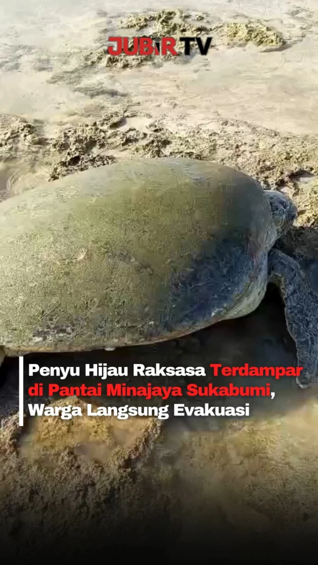 Seekor penyu hijau berukuran besar ditemukan terdampar di Muara Cipamarangan, Pantai Minajaya, Desa Buniwangi, Kecamatan Surade, Kabupaten Sukabumi, Rabu (10/6/2026).

Warga bersama petugas konservasi langsung melakukan evakuasi menggunakan tangga bambu sebagai tandu darurat sebelum penyu dilepasliarkan kembali ke laut.

Penyu jenis Chelonia mydas tersebut diperkirakan berusia sekitar 40 tahun dengan bobot mencapai 100 kilogram. Diduga, satwa dilindungi ini naik ke daratan untuk mencari lokasi bertelur sebelum akhirnya terjebak akibat air laut surut.

📍 Pantai Minajaya, Surade, Kabupaten Sukabumi 

Editor: Tino

#jubirtv #jubirtvnewscom #penyuhijau #cheloniamydas #pantaiminajaya #surade #sukabumi #konservasipenyu #satwadilindungi #beritasukabumi #infoviral #infoterkini