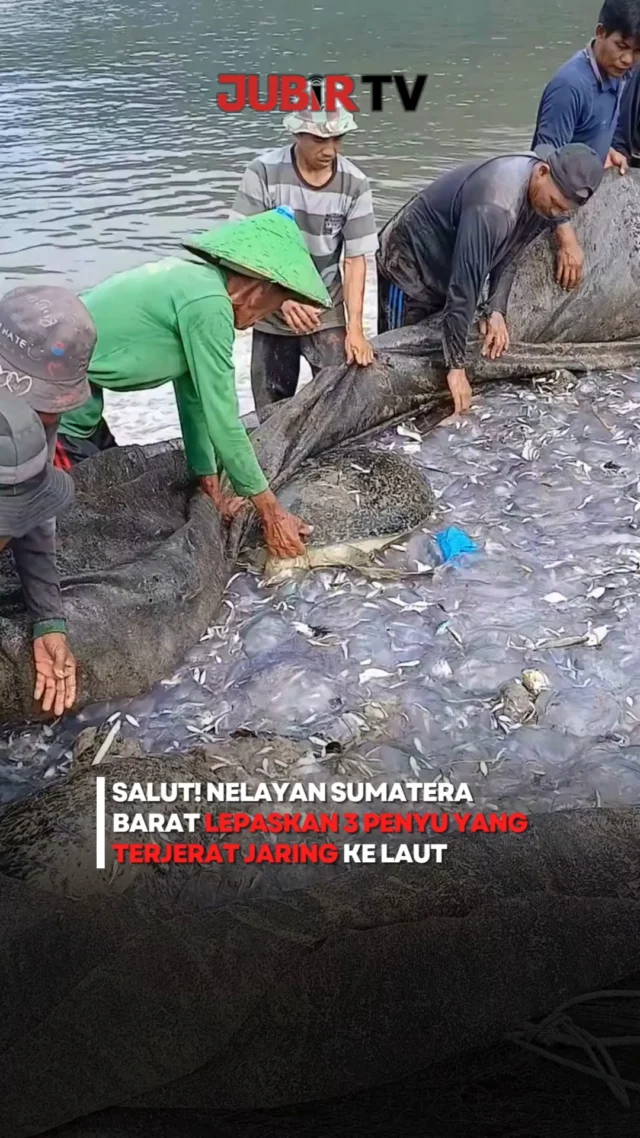 👏 Aksi sederhana, tapi punya dampak besar bagi kelestarian laut.

Sejumlah nelayan tradisional di Sumatera Barat memilih melepaskan kembali tiga ekor penyu yang tak sengaja terjerat jaring saat mencari ikan. Meski harus merelakan jaring mereka rusak, para nelayan tetap mengutamakan keselamatan satwa yang dilindungi tersebut.

Keputusan ini menjadi contoh bahwa menjaga ekosistem laut bisa dimulai dari kepedulian kecil. Penyu memiliki peran penting dalam menjaga keseimbangan alam, sehingga tindakan para nelayan ini pun menuai banyak apresiasi dari warganet.

Salut untuk para nelayan yang telah menunjukkan bahwa mencari nafkah bisa tetap sejalan dengan menjaga kelestarian lingkungan. 🌊🐢

💬 Menurut kamu, aksi seperti ini layak mendapat apresiasi lebih dari pemerintah dan masyarakat?

Sc: Berbagai Sumber
Editor: Tino

#jubirtv #jubirtvnewscom #penyu #sumaterabarat #nelayan #konservasi #satwadilindungi #ekosistemlaut #lingkungan #viral #indonesia