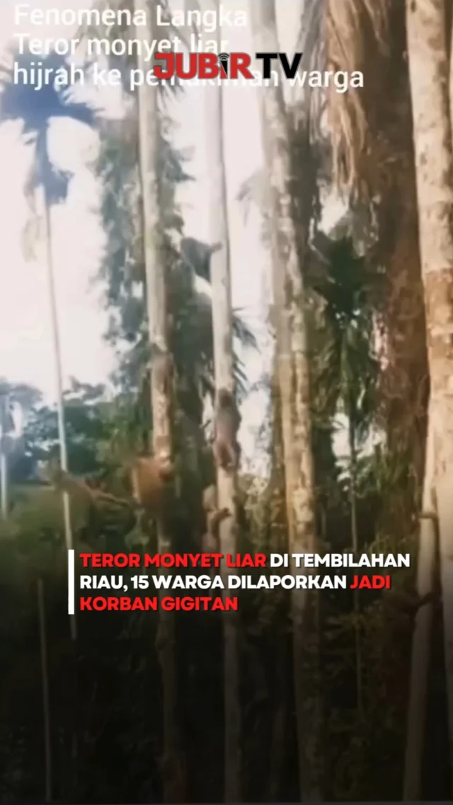 Sedikitnya 15 warga, termasuk beberapa anak-anak, menjadi korban gigitan monyet liar yang berkeliaran di kawasan permukiman Tembilahan, Kabupaten Indragiri Hilir, Riau, dalam dua pekan terakhir.

Seluruh korban telah mendapatkan perawatan medis dan vaksin antirabies, dengan biaya pengobatan ditanggung pemerintah. Sementara itu, BBKSDA Riau bersama pemerintah daerah, TNI, Polri, dan instansi terkait masih melakukan pencarian serta penangkapan monyet liar yang diduga menjadi penyebab teror tersebut.

Masyarakat diimbau tetap waspada, tidak mendekati satwa liar, serta segera melapor kepada petugas apabila melihat keberadaan monyet di sekitar permukiman.

Sc: Berbagai Sumber
Editor: Tino

#jubirtv #jubirtvnewscom #riau #tembilahan #indragirihilir #monyetliar #bbksda #satwaliar #beritaviral #kejadianhariini #infoindonesia