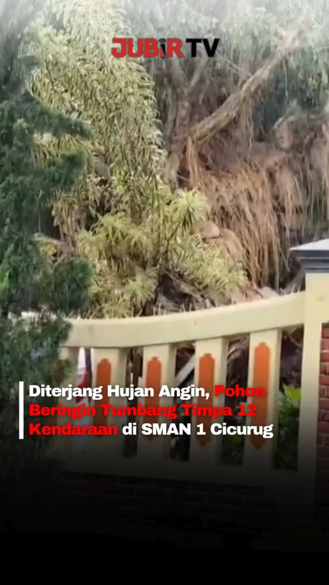 Hujan deras disertai angin kencang membuat pohon beringin berukuran besar tumbang di halaman SMAN 1 Cicurug, Kabupaten Sukabumi, Rabu (30/9/2026) siang.

Pohon tersebut menimpa kendaraan yang sedang terparkir, terdiri dari 2 mobil dan 10 sepeda motor. Bagian depan gedung sekolah juga ikut terdampak.

Beruntung, tidak ada korban jiwa maupun luka dalam kejadian ini. Tim gabungan kemudian melakukan evakuasi dengan memotong batang pohon secara bertahap hingga lokasi kembali aman.

Editor: Tino

#jubirtv #jubirtvnewscom #sukabumi #cicurug #pohontumbang #hujanangin #hujanderas #sman1cicurug #beritaterkini #infosukabumi