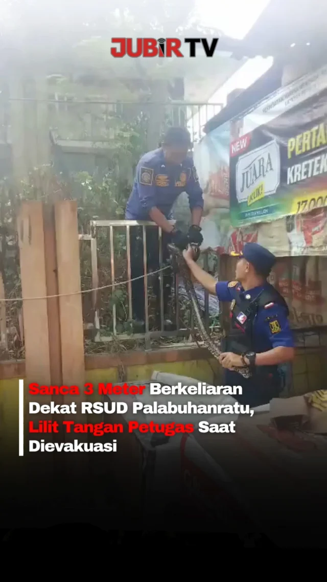 Ular Sanca sepanjang sekitar tiga meter ditemukan berkeliaran di belakang sebuah warung, tepat di pagar RSUD Palabuhanratu, Kabupaten Sukabumi, Senin (5/10/2026) pagi.

Petugas Damkarmat Kabupaten Sukabumi langsung turun tangan untuk mengevakuasi ular tersebut. Tak mau menyerah begitu saja, Sanca sempat melakukan perlawanan bahkan melilit tangan salah seorang petugas saat hendak diamankan.

Beruntung, petugas tetap tenang dan berhasil mengendalikan ular hingga akhirnya dievakuasi ke kantor Damkarmat.

Kini, Sanca tersebut sudah diamankan dan tidak lagi berkeliaran di sekitar warung maupun lingkungan rumah sakit.

Editor: Tino

#jubirtv #jubirtvnewscom #ularsanca #ular3meter #palabuhanratu #sukabumi #damkar #damkarmat #evakuasiular #rsudpalabuhanratu #beritaterkini
