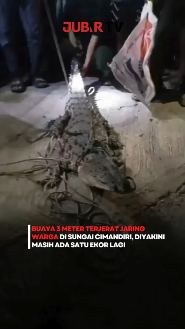 🐊 Seekor buaya sepanjang 3 meter dengan berat sekitar 70 kg berhasil dievakuasi oleh tim Damkarmat Kabupaten Sukabumi. Reptil ini ditemukan terjerat jaring tangkapan ikan milik warga di Muara Sungai Cimandiri, Kecamatan Simpenan, pada Rabu malam (7/10).

Meski satu ekor sudah aman, warga setempat menyebut masih ada SATU EKOR LAGI yang berkeliaran di sekitar lokasi.

Kasi Penyelamatan DPKP Sukabumi mengimbau keras agar masyarakat, terutama para pemancing, untuk sementara waktu mengurangi aktivitas di sekitar sungai dan muara demi keselamatan. Jika melihat kemunculan buaya, jangan ditangkap sendiri, segera lapor ke petugas!

Editor: Tino

#jubirtv #jubirtvnewscom #buayasungai #sungaicimandiri #beritasukabumi #infosukabumi #damkarsukabumi #evakuasibuaya #palabuhanratu #simpenansukabumi